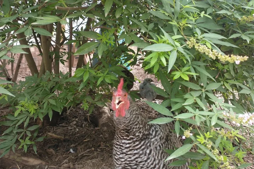 13. Add Greenery to the Enclosure for Chickens