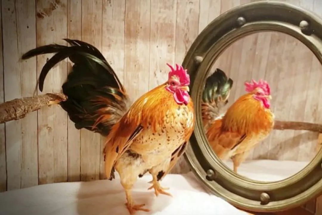 Mirrors for Reflection for Chickens