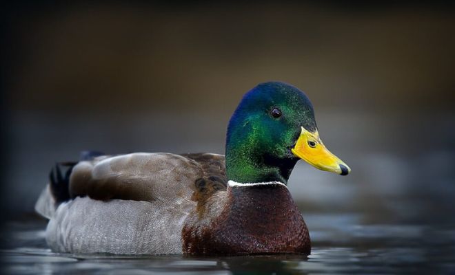 Mallard Duck Breed: Are They Good Pets?