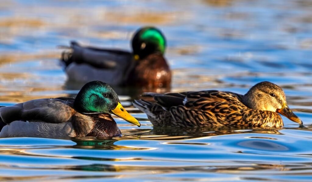 Amazing Purposes of Mallard Duck Breed!