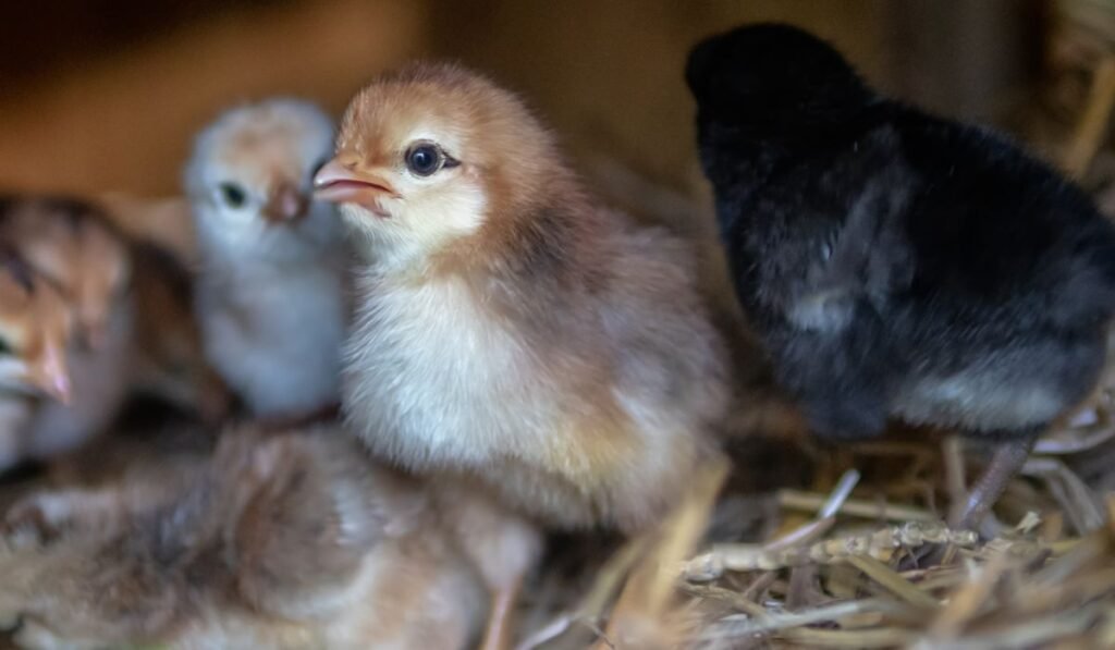 Baby Chicks Eat Cherries
