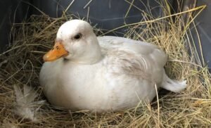 7 Best Bedding Types For Duck House You Can Offer!