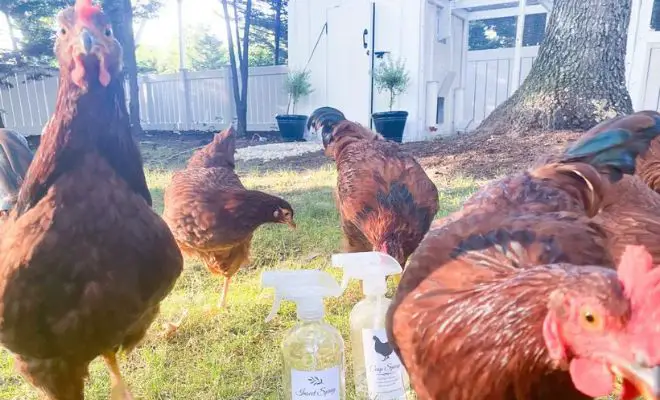 Ultimate DIY Poultry Coop Spray that Works!