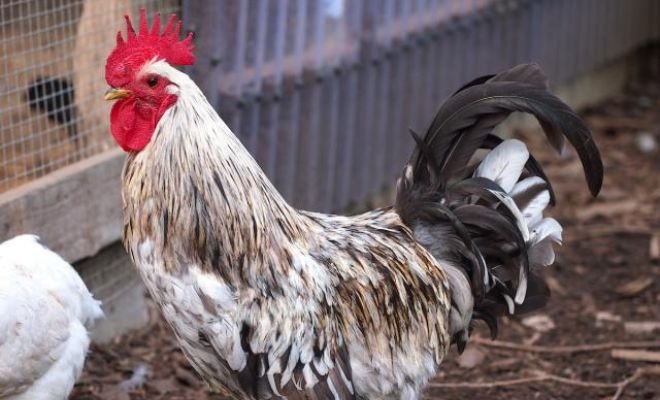 Blue Isbar Chicken