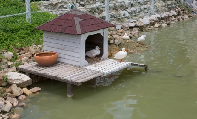 Build the Perfect Duck House