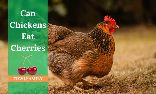 Can Chickens Eat Cherries? Yes, It’s A Safe Treat for Your Flock!