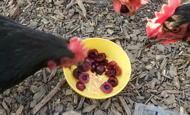 Can Chickens Eat Cherries? Yes, It’s A Safe Treat for Your Flock!