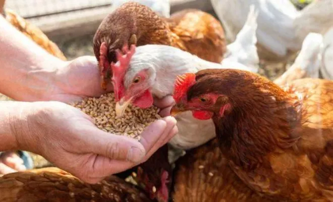 Can Chickens Eat Pecans? Yes, of course!