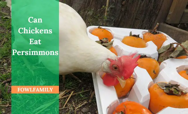 Can Chickens Eat Persimmons? Sure, They Can Enjoy It!