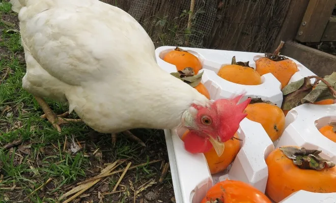 Can Chickens Eat Persimmons? Sure, They Can Enjoy It!