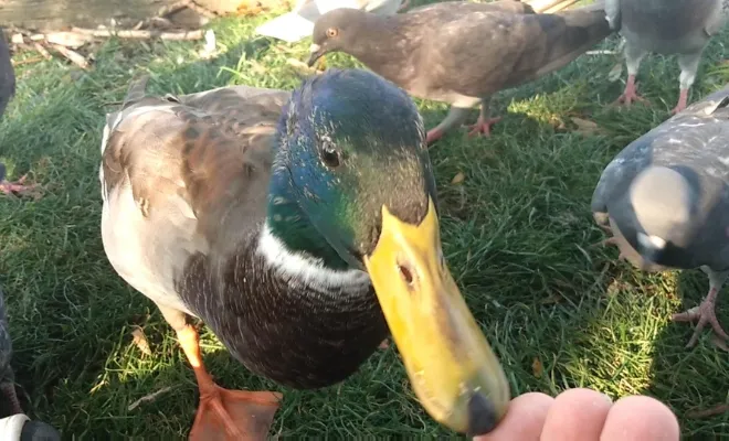 Can Ducks Eat Oregano? Yes, Both Fresh And Dried!