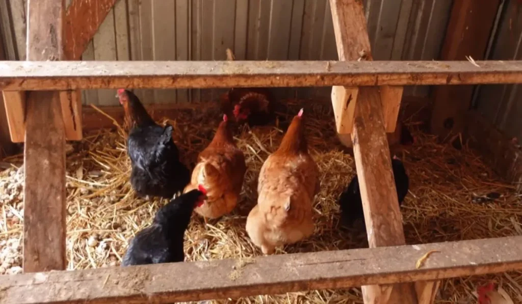 Chicken Boredom Buster