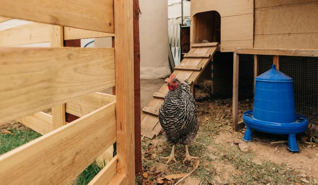 Chicken Coop in a Residential Area