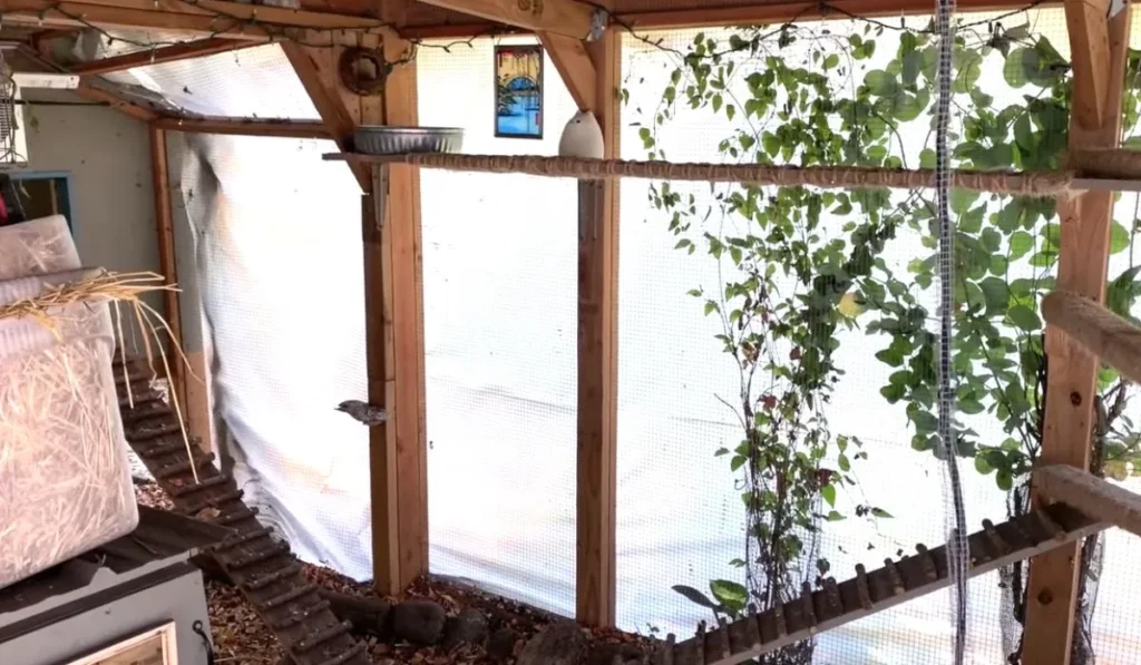 Clean the Coop