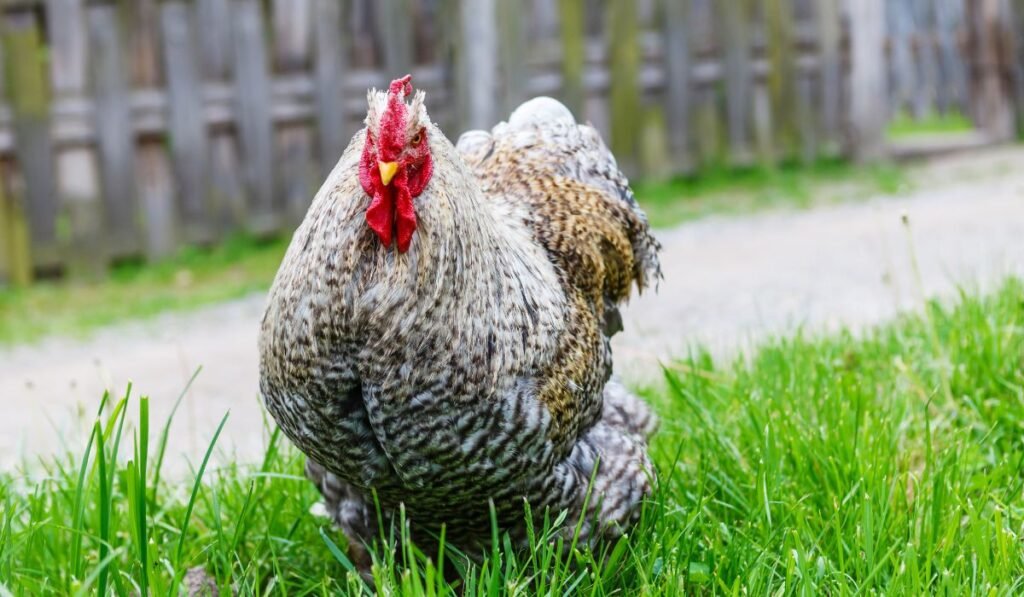 Cochin Chicken Breed - A Short Profile