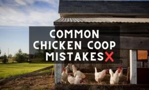 Picture Idea: 21 Most Common Chicken Coop Mistakes You Must Avoid