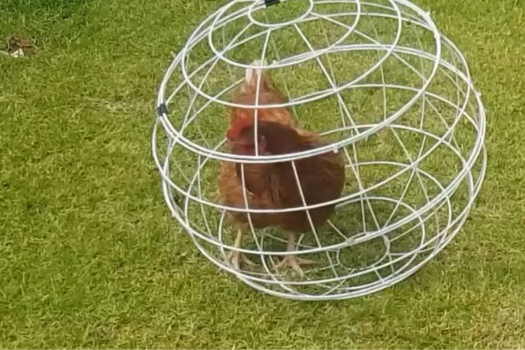 Create a Confetti Ball for Chickens