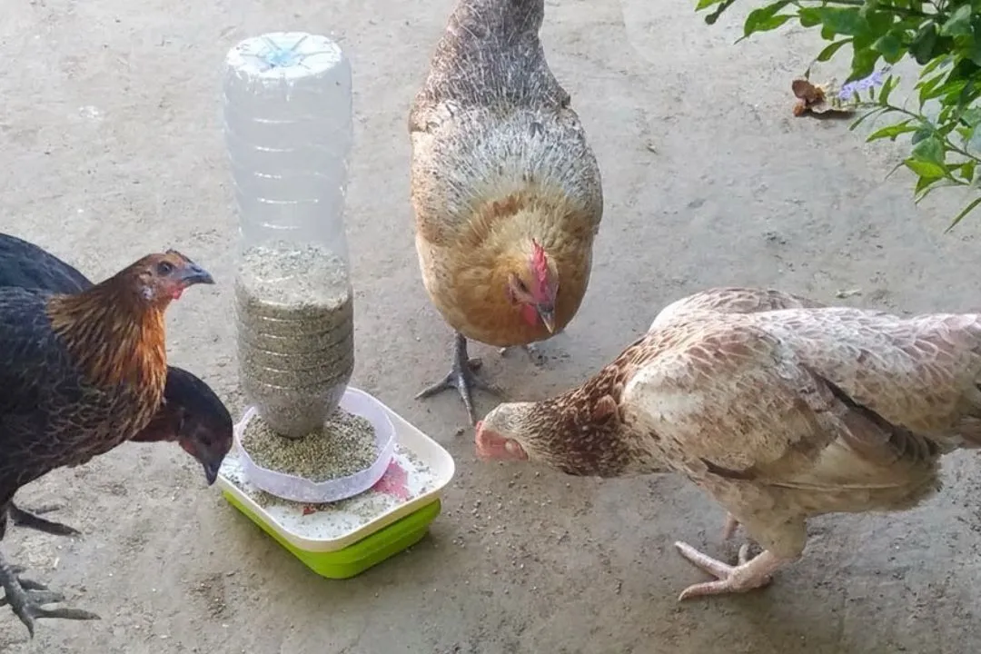 Create a Homemade Treat Ball Feeder for Chickens