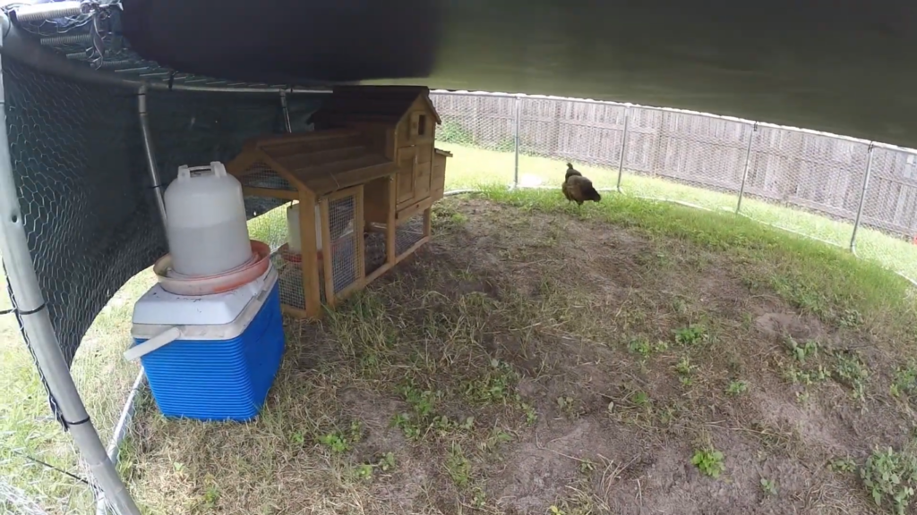 DIY Trampoline Chicken Coop