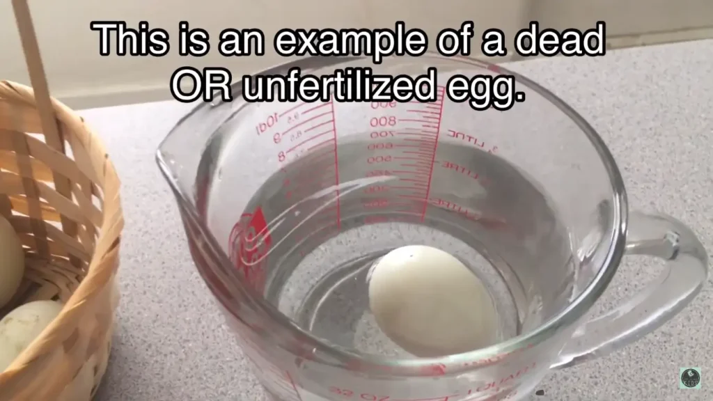 2 Easy Checks To Tell If A Chick Is Alive In Eggs!