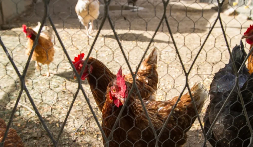 Decoding the Dilemma on Free Range Chickens