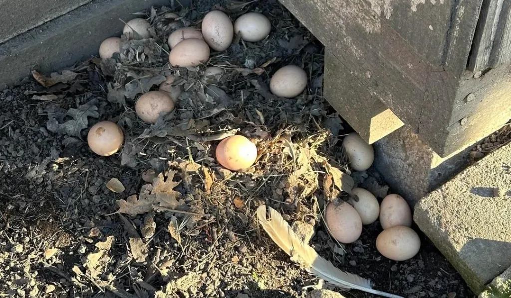 Difficult Egg Collection