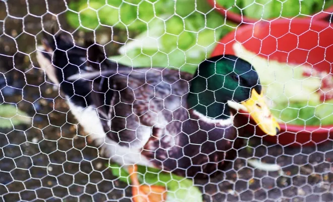 Duck Coop Rodent Problem