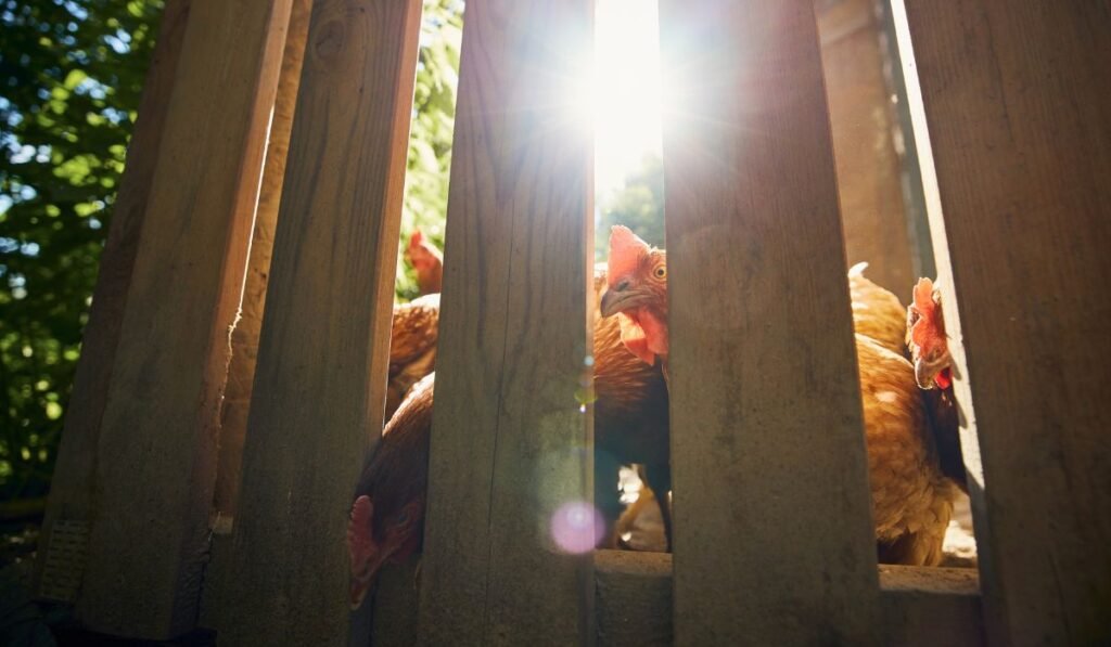 Facts Before Keeping Chickens in a Residential Area
