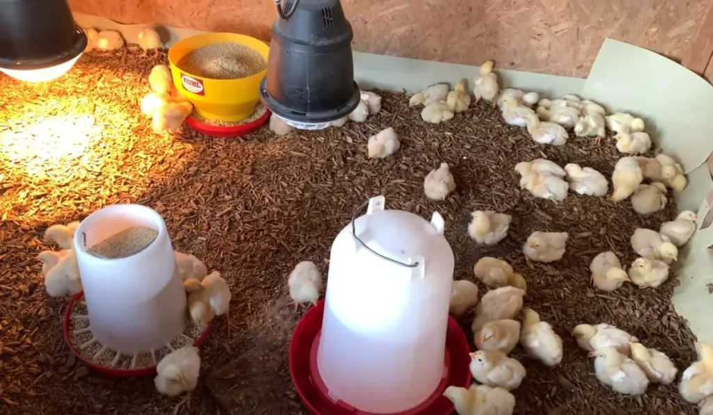 Feeding and Watering
