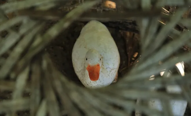 Flies In Duck Coop