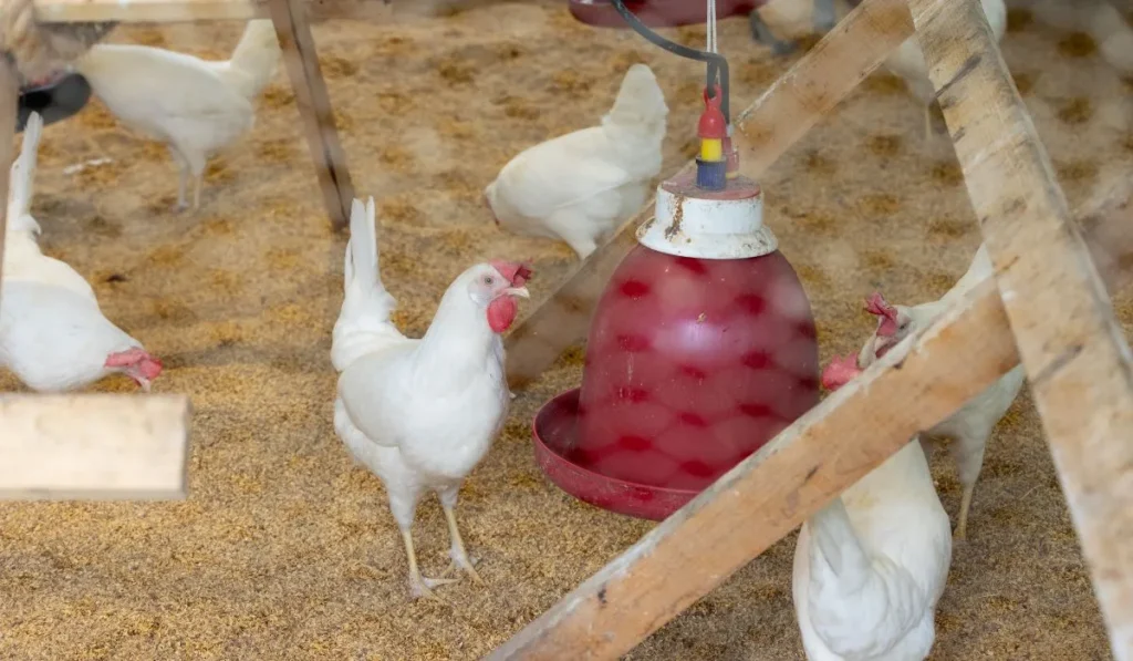 How Can I Protect My Flock from Predators