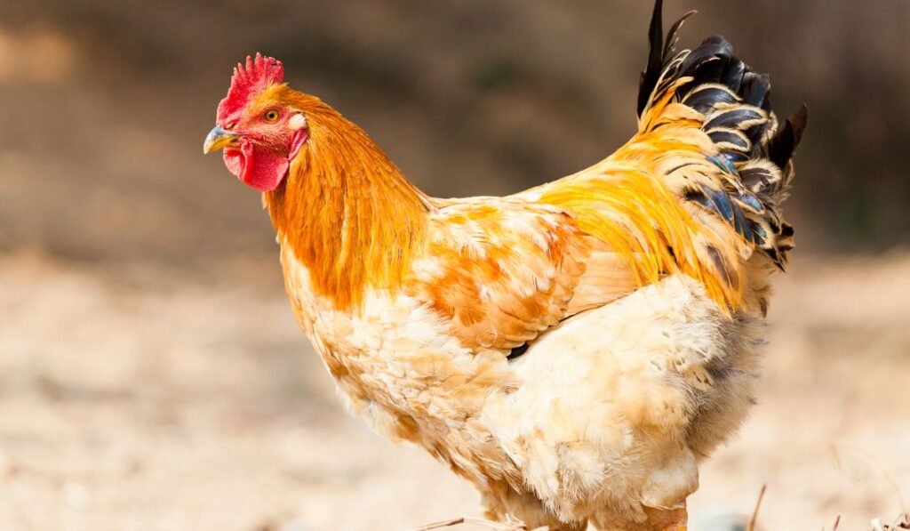 How Can I Tell If My Chicken is Dehydrated