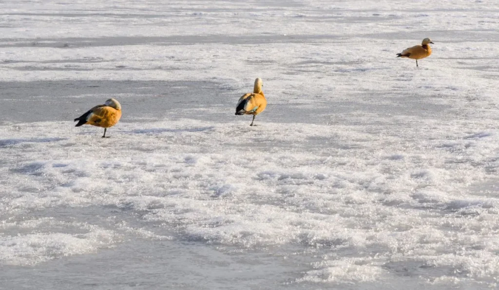 How Long Do Ducks Lay Down in the Snow