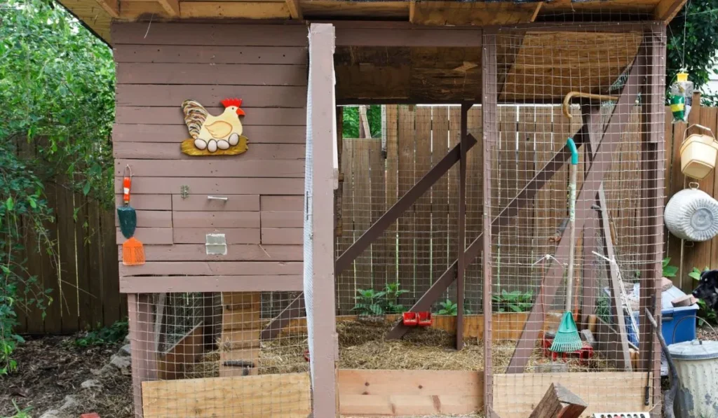How Much Space Do My Chickens Need