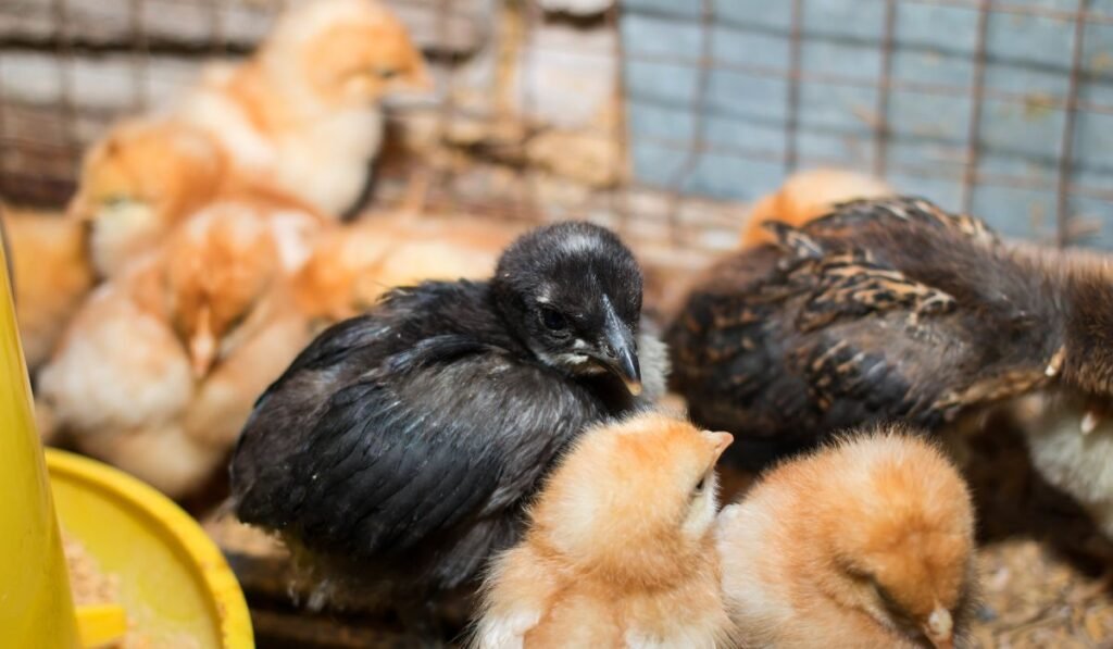 How To Raise the Sultan Chicken Breed