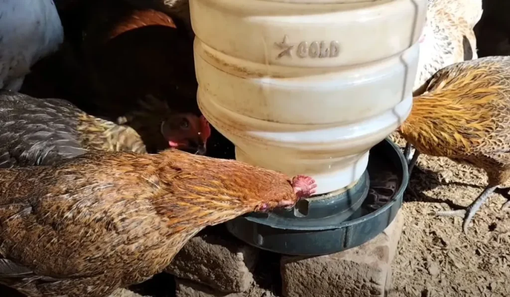 How to Apply Poultry Coop Disinfectant Spray