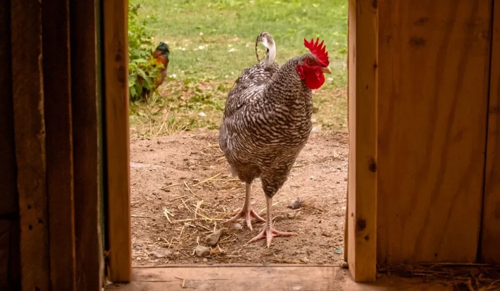 How to Build A Chicken Coop