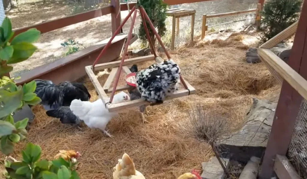 How to Build A Chicken Playground from Scratch