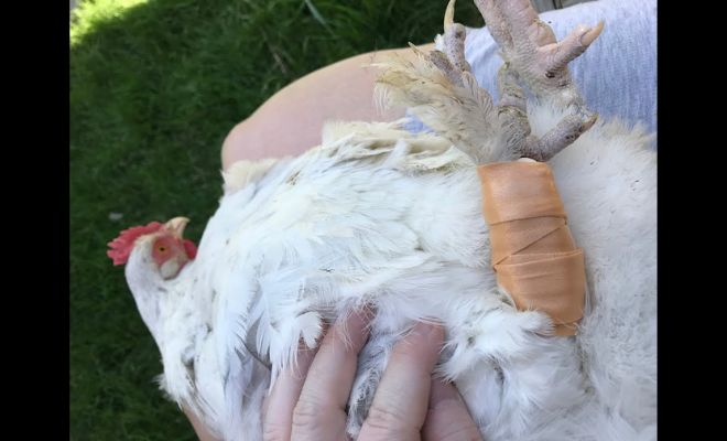 Clueless About Poultry Leg Woes? Get How to Fix Broken Chicken Leg!
