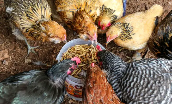 Protein Treat: How to Raise Mealworms for Chicken Feed?
