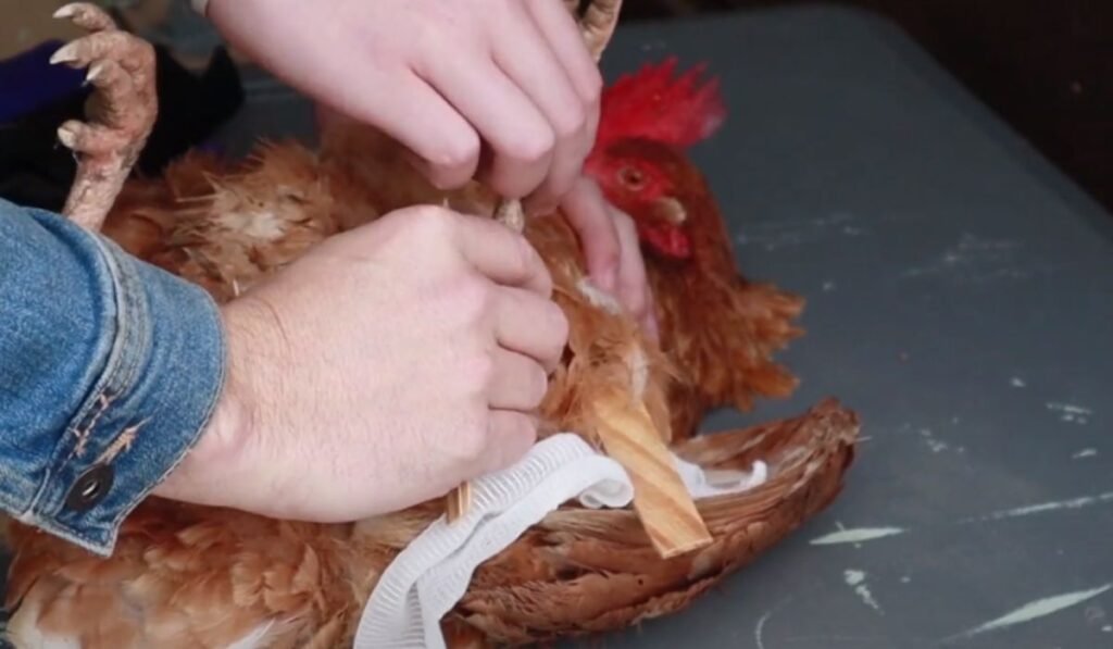 How to Treat A Chicken with a Broken Leg