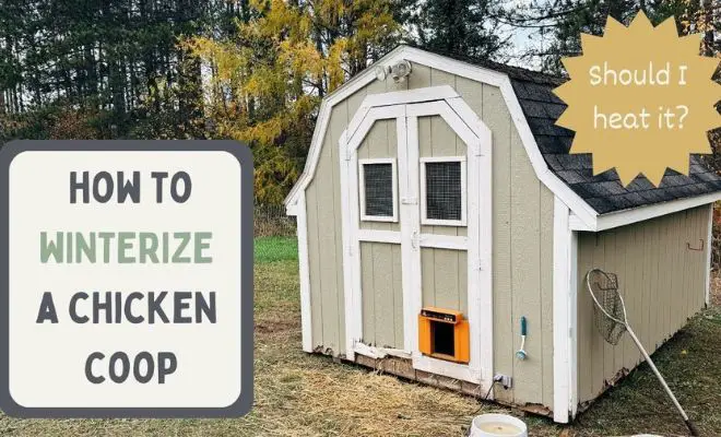 Wintertime Care: 13 Guides to Winterize the Chicken Coop!