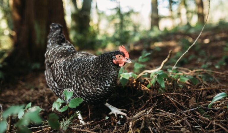 My Chickens Ate Insects! Should I Be Worried? - FowlFamily