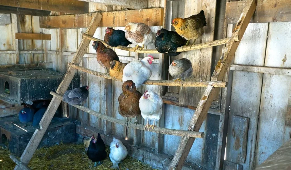 Ignoring Chicken Needs