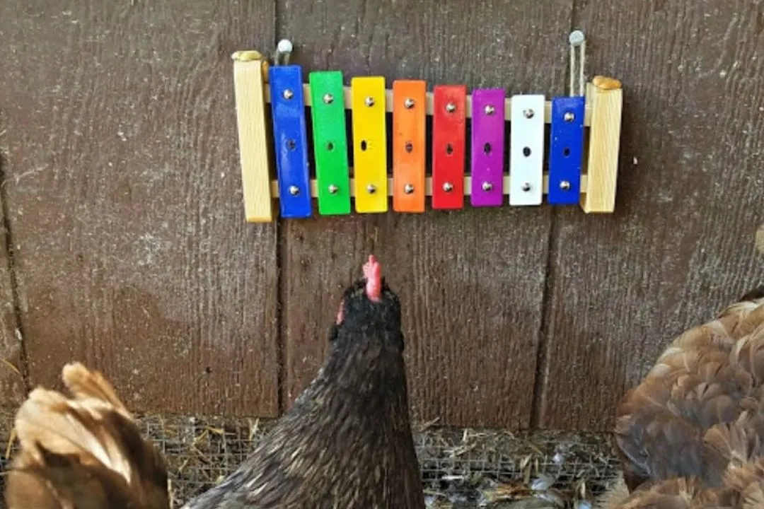 Introduce a Xylophone or Safe Instruments for Chickens