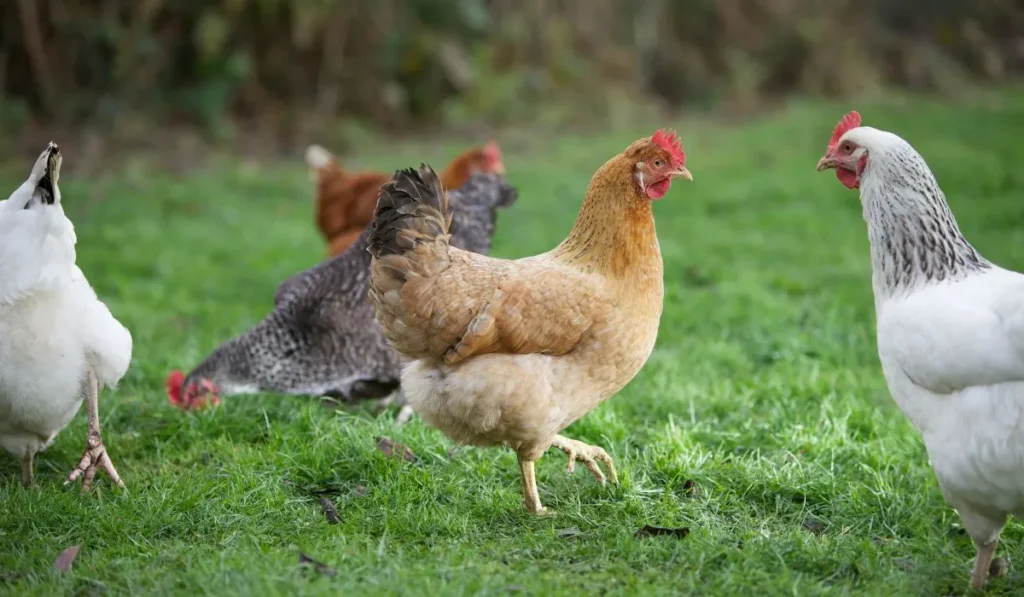 Is It OK to Buy Eggs of Freely Roamed Chickens