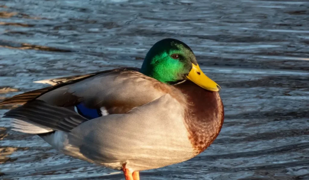 Mallard Duck Breed