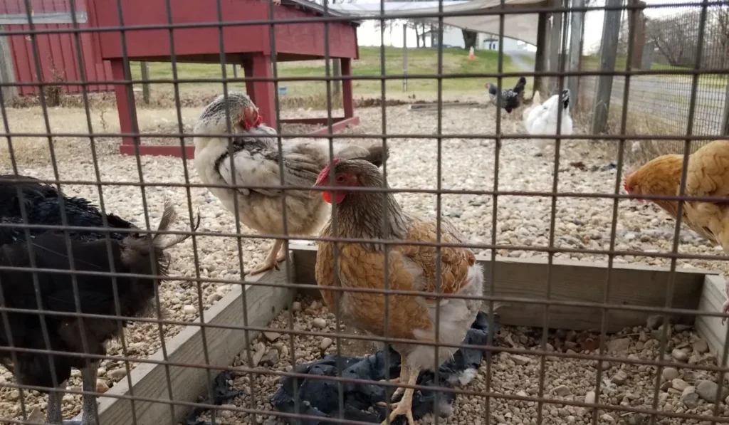 Nest Box Conflicts