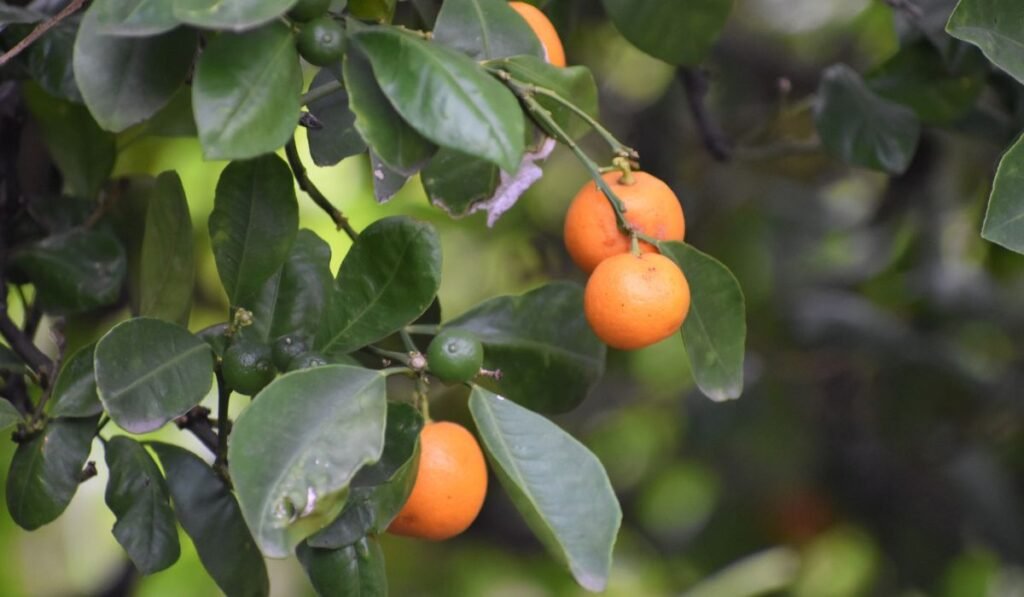 Nutritions and Benefits of Persimmons for Chickens