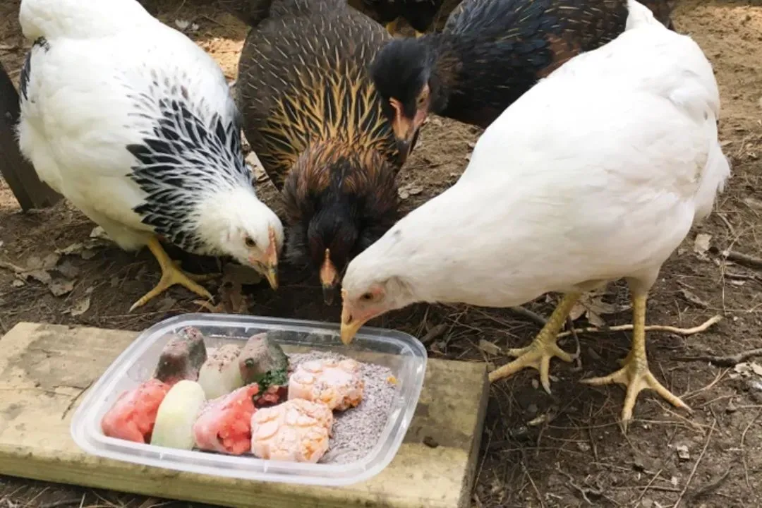 Offer Frozen Treats for Chickens